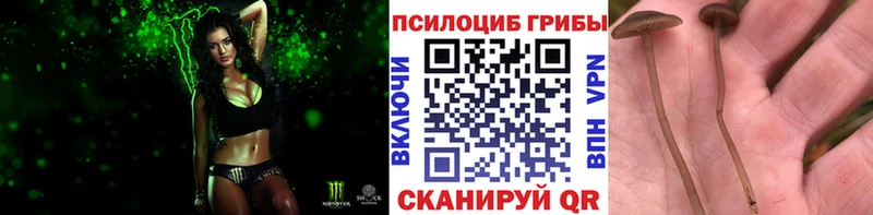 хочу наркоту Узловая Псилоцибиновые грибы Psilocybine cubensis